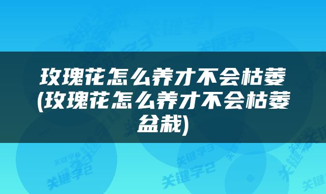 玫瑰花怎么养才不会枯萎(玫瑰花怎么养才不会枯萎盆栽)
