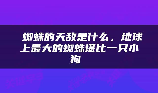 蜘蛛的天敌是什么,地球上最大的蜘蛛堪比一只小狗