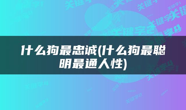 什么狗最忠诚(什么狗最聪明最通人性)