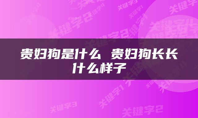 贵妇狗是什么 贵妇狗长长什么样子