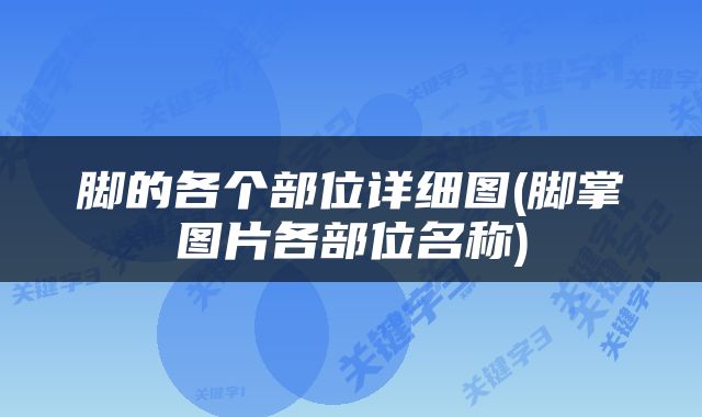 脚的各个部位详细图(脚掌图片各部位名称)