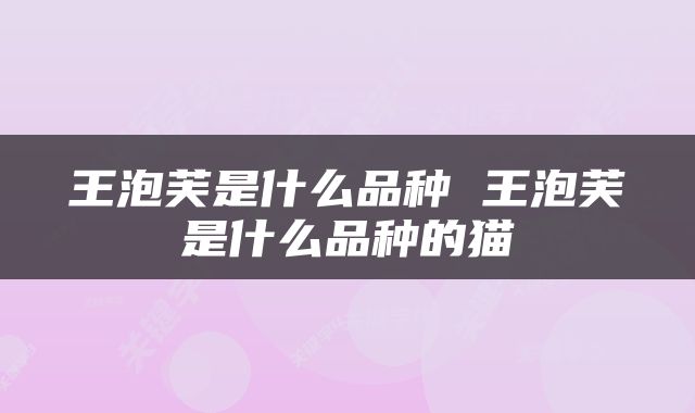 王泡芙是什么品种 王泡芙是什么品种的猫