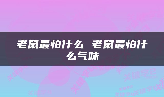 老鼠最怕什么 老鼠最怕什么气味