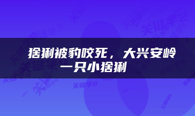  猞猁被豹咬死，大兴安岭一只小猞猁 