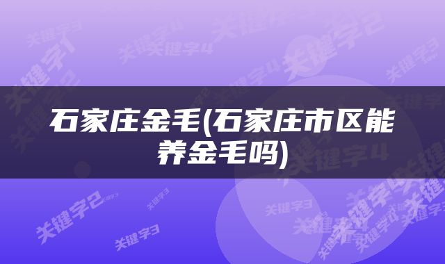 石家庄金毛(石家庄市区能养金毛吗)