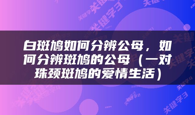 白斑鸠如何分辨公母，如何分辨斑鸠的公母（一对珠颈斑鸠的爱情生活）