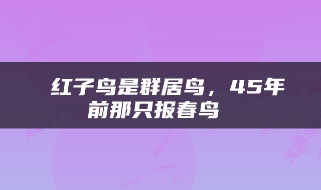  红子鸟是群居鸟，45年前那只报春鸟 