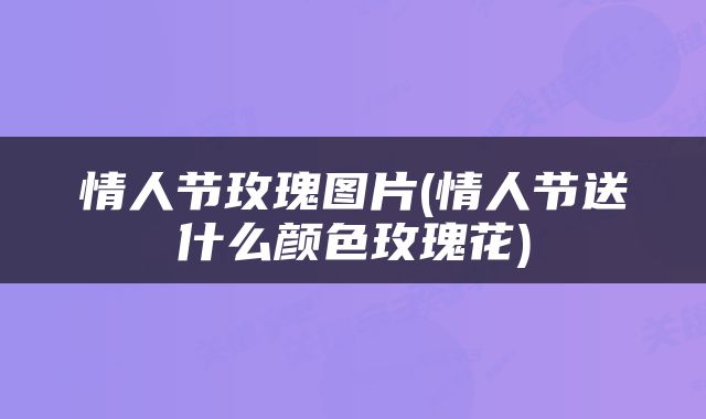 情人节玫瑰图片(情人节送什么颜色玫瑰花)