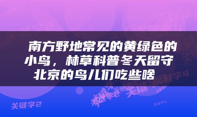  南方野地常见的黄绿色的小鸟，林草科普冬天留守北京的鸟儿们吃些啥 