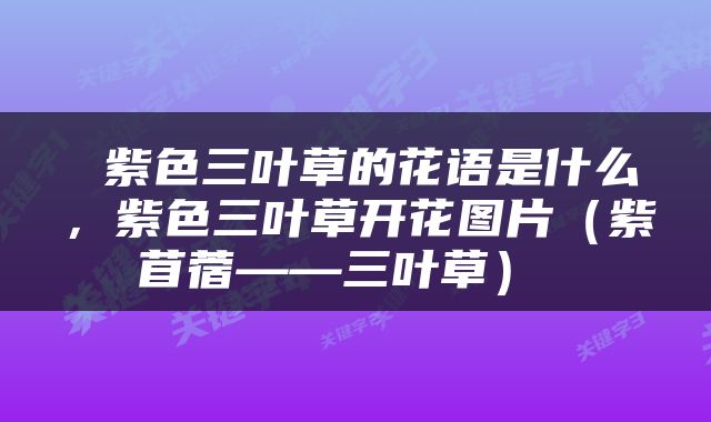  紫色三叶草的花语是什么，紫色三叶草开花图片（紫苜蓿——三叶草） 