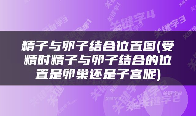 精子与卵子结合位置图(受精时精子与卵子结合的位置是卵巢还是子宫呢)