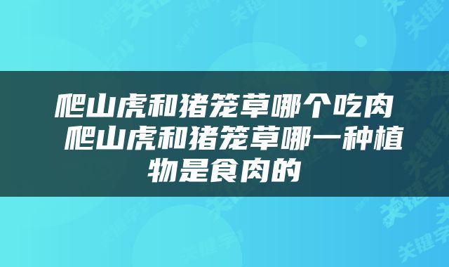 爬山虎和猪笼草哪个吃肉 爬山虎和猪笼草哪一种植物是食肉的