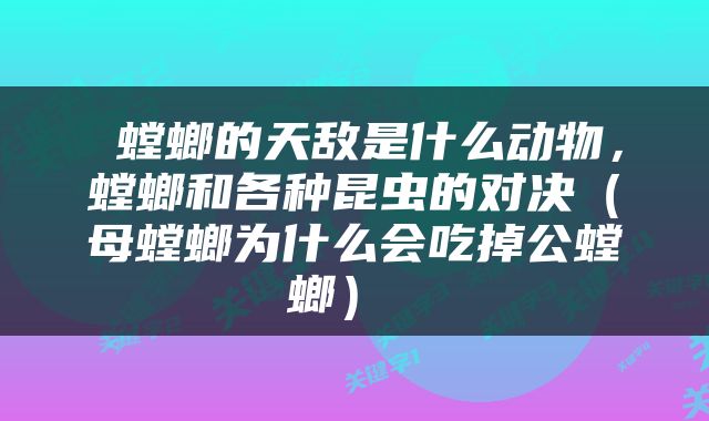  螳螂的天敌是什么动物，螳螂和各种昆虫的对决（母螳螂为什么会吃掉公螳螂） 