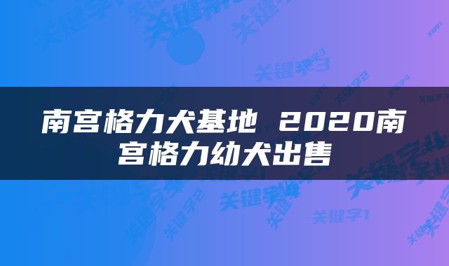 南宫格力犬基地 2020南宫格力幼犬出售