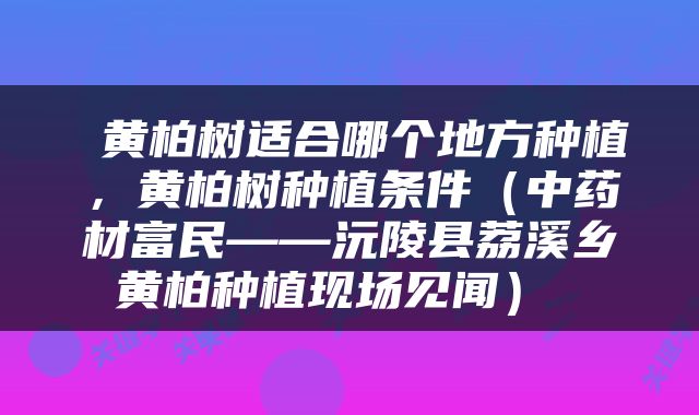  黄柏树适合哪个地方种植，黄柏树种植条件（中药材富民——沅陵县荔溪乡黄柏种植现场见闻） 