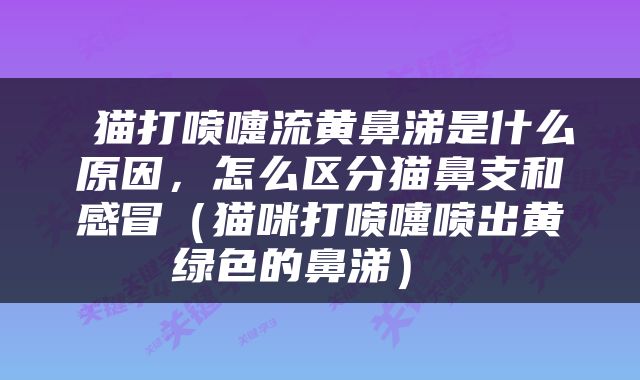  猫打喷嚏流黄鼻涕是什么原因，怎么区分猫鼻支和感冒（猫咪打喷嚏喷出黄绿色的鼻涕） 