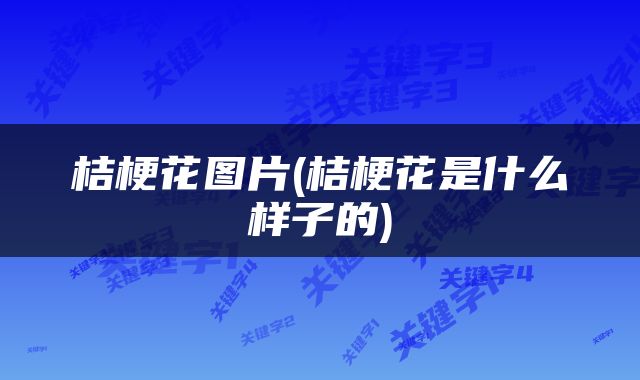 桔梗花图片(桔梗花是什么样子的)