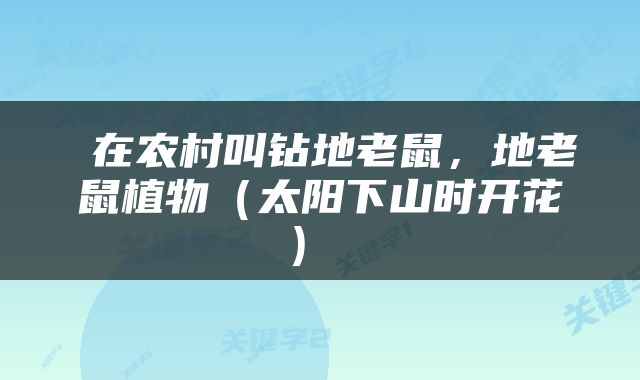  在农村叫钻地老鼠，地老鼠植物（太阳下山时开花） 