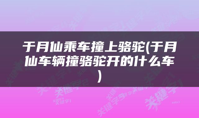 于月仙乘车撞上骆驼(于月仙车辆撞骆驼开的什么车)