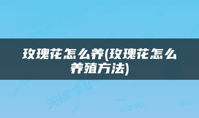 玫瑰花怎么养(玫瑰花怎么养殖方法)