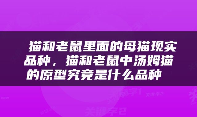  猫和老鼠里面的母猫现实品种，猫和老鼠中汤姆猫的原型究竟是什么品种 