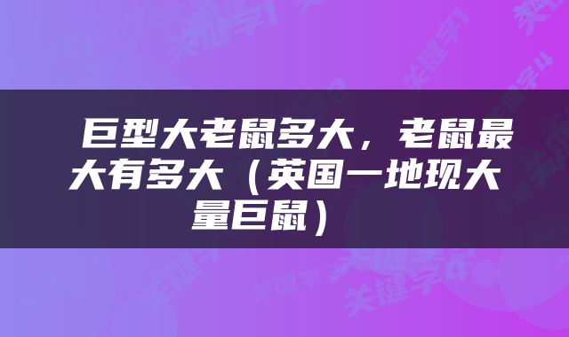  巨型大老鼠多大，老鼠最大有多大（英国一地现大量巨鼠） 