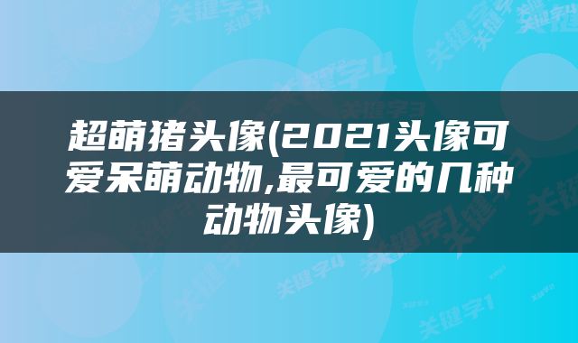 超萌猪头像(2021头像可爱呆萌动物,最可爱的几种动物头像)