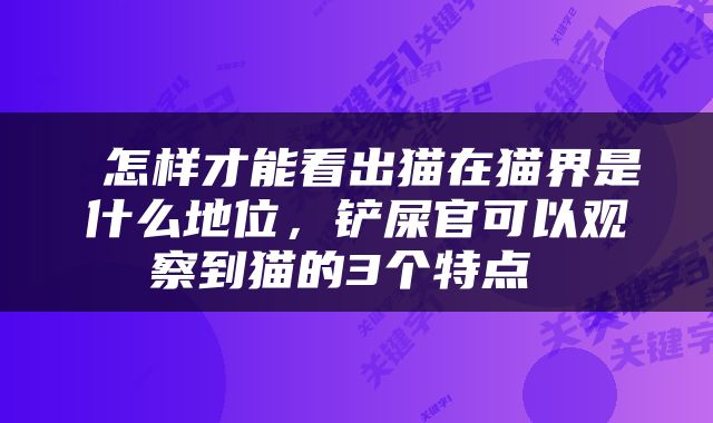  怎样才能看出猫在猫界是什么地位，铲屎官可以观察到猫的3个特点 
