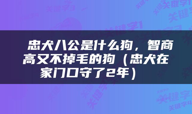  忠犬八公是什么狗，智商高又不掉毛的狗（忠犬在家门口守了2年） 