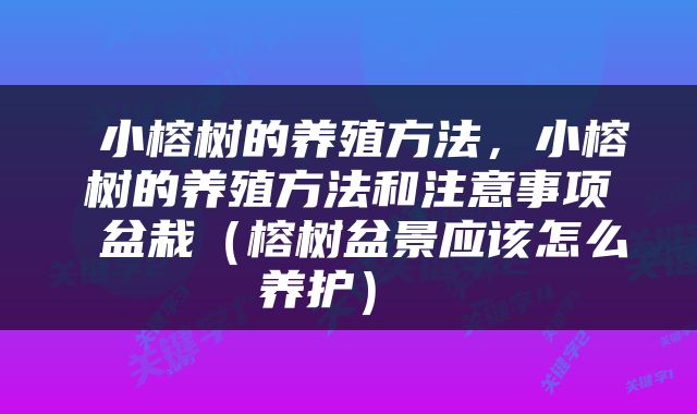  小榕树的养殖方法，小榕树的养殖方法和注意事项 盆栽（榕树盆景应该怎么养护） 