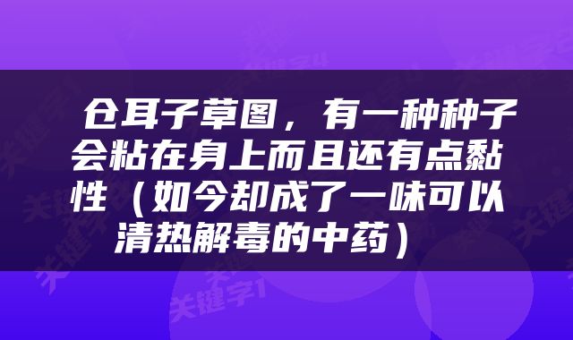  仓耳子草图，有一种种子会粘在身上而且还有点黏性（如今却成了一味可以清热解毒的中药） 