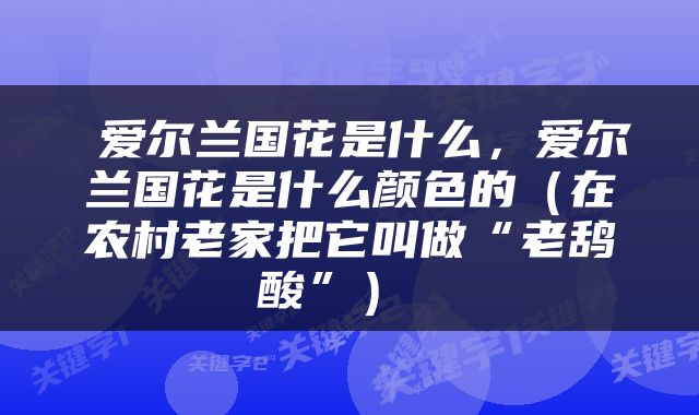  爱尔兰国花是什么，爱尔兰国花是什么颜色的（在农村老家把它叫做“老鸹酸”） 