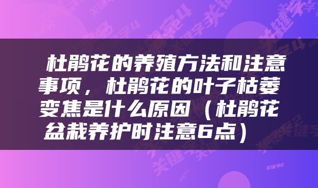  杜鹃花的养殖方法和注意事项，杜鹃花的叶子枯萎变焦是什么原因（杜鹃花盆栽养护时注意6点） 
