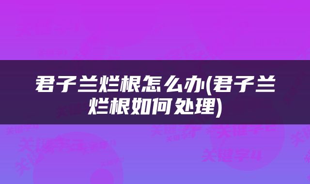 君子兰烂根怎么办(君子兰烂根如何处理)
