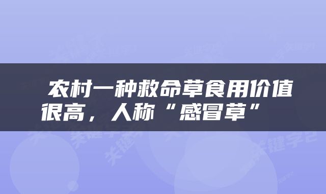  农村一种救命草食用价值很高，人称“感冒草” 
