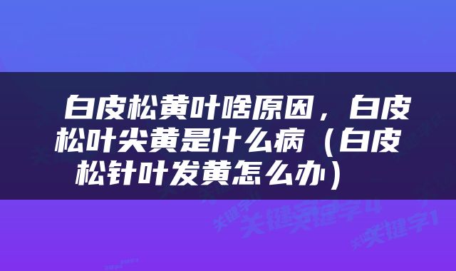  白皮松黄叶啥原因，白皮松叶尖黄是什么病（白皮松针叶发黄怎么办） 