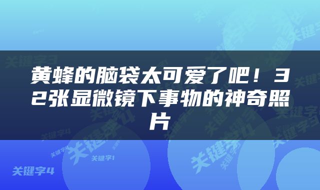 黄蜂的脑袋太可爱了吧!32张显微镜下事物的神奇照片