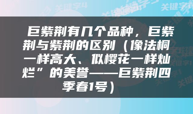  巨紫荆有几个品种，巨紫荆与紫荆的区别（像法桐一样高大、似樱花一样灿烂”的美誉——巨紫荆四季春1号） 