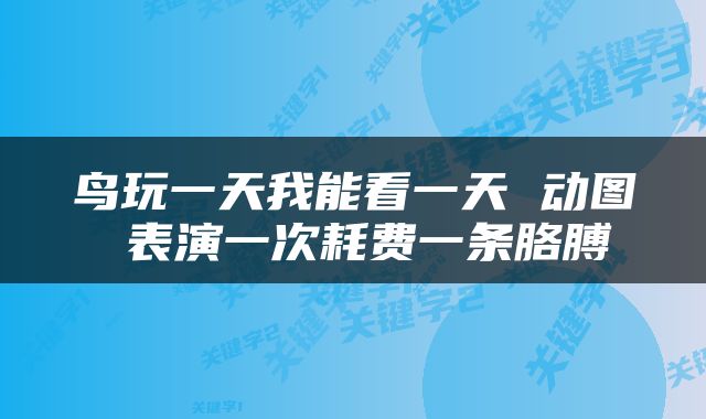 鸟玩一天我能看一天 动图 表演一次耗费一条胳膊