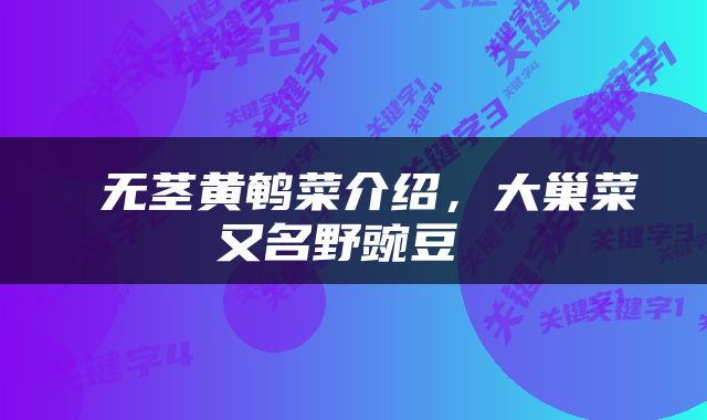  无茎黄鹌菜介绍，大巢菜又名野豌豆 