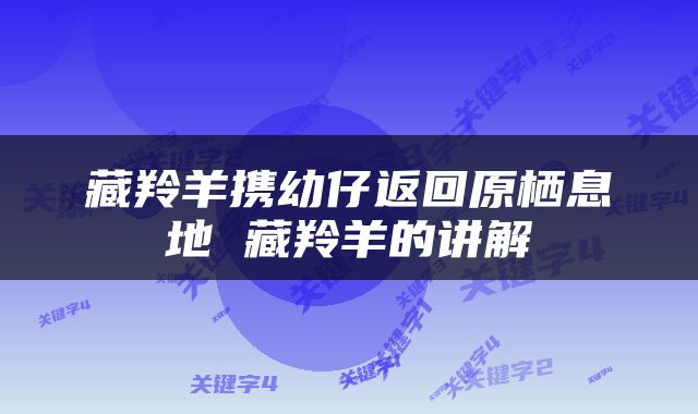 藏羚羊携幼仔返回原栖息地 藏羚羊的讲解