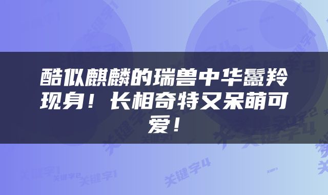酷似麒麟的瑞兽中华鬣羚现身！长相奇特又呆萌可爱！