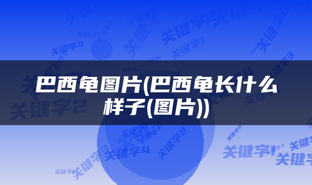 巴西龟图片(巴西龟长什么样子(图片))