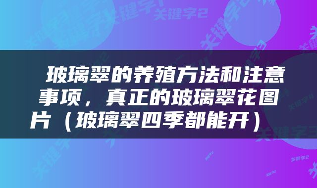  玻璃翠的养殖方法和注意事项，真正的玻璃翠花图片（玻璃翠四季都能开） 