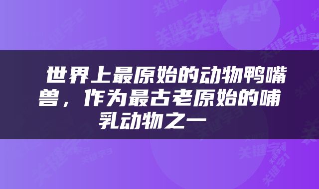  世界上最原始的动物鸭嘴兽，作为最古老原始的哺乳动物之一 