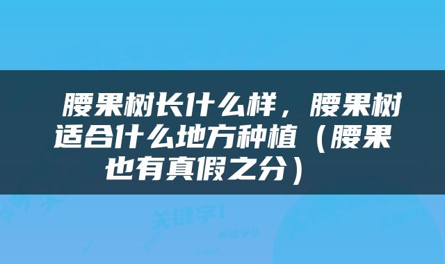  腰果树长什么样，腰果树适合什么地方种植（腰果也有真假之分） 