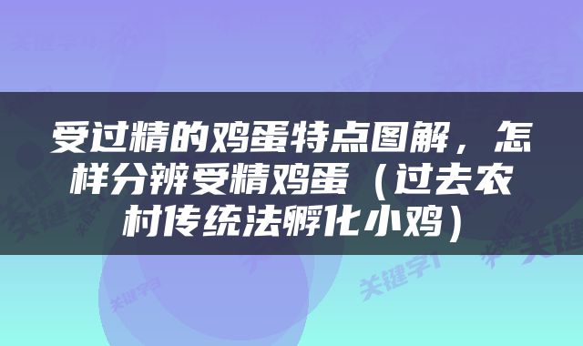受过精的鸡蛋特点图解，怎样分辨受精鸡蛋（过去农村传统法孵化小鸡）