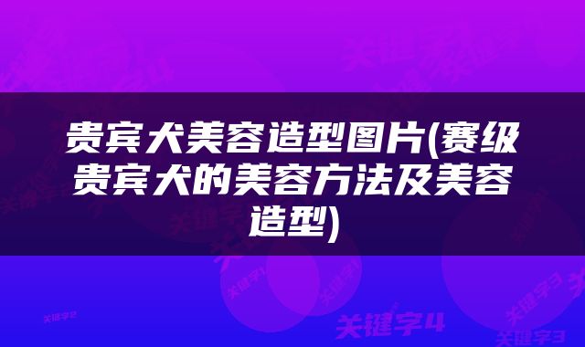 贵宾犬美容造型图片(赛级贵宾犬的美容方法及美容造型)