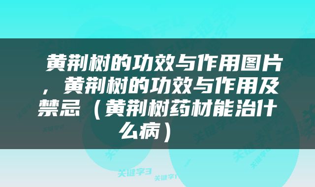  黄荆树的功效与作用图片，黄荆树的功效与作用及禁忌（黄荆树药材能治什么病） 