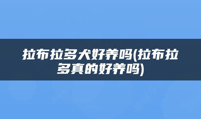 拉布拉多犬好养吗(拉布拉多真的好养吗)
